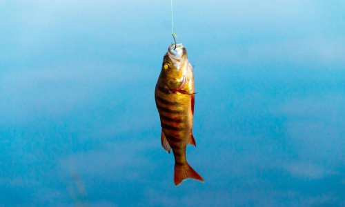 سمك القاروص