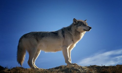 حيوان الذئب