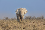  الفيل الافريقي : مهندس طبيعة يحافظ على الموائل
