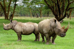   وحيد القرن الأبيض : على وشك الإنقراض !!