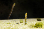   الديدان البحرية : أشهر 5 أنواع يمكنك العثور عليها