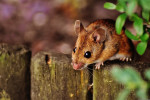  الفأر : 4 أنواع تشكل مستعمرات واسعة تحت الأرض