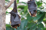   الخفافيش : الثدييات الطائرة توفر سمادًا للأشجار